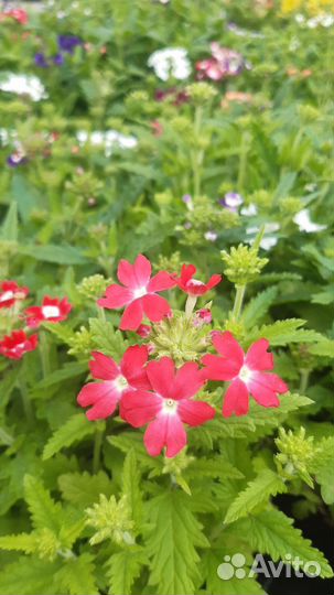 Рассада однолетних цветов оптом и в розницу