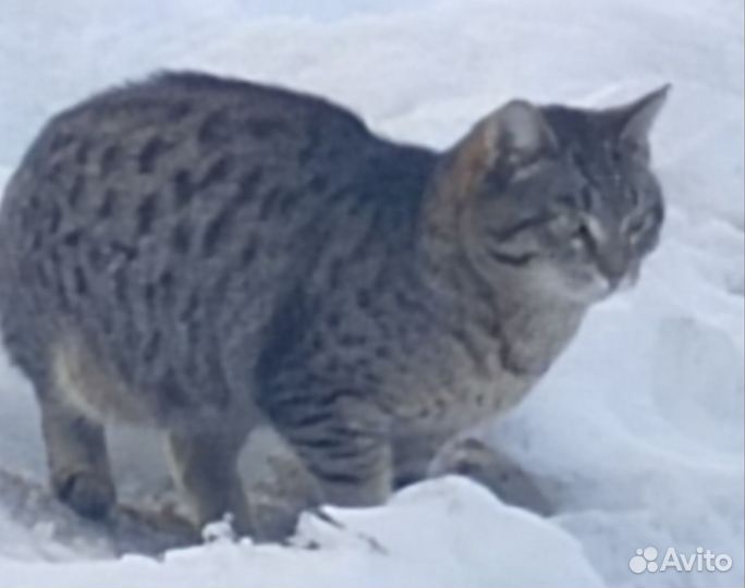 Кот молодой