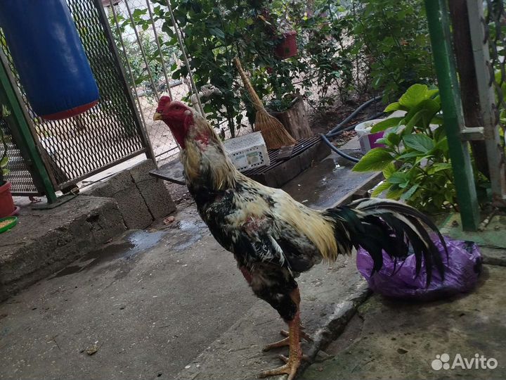 Бойцовые петухи