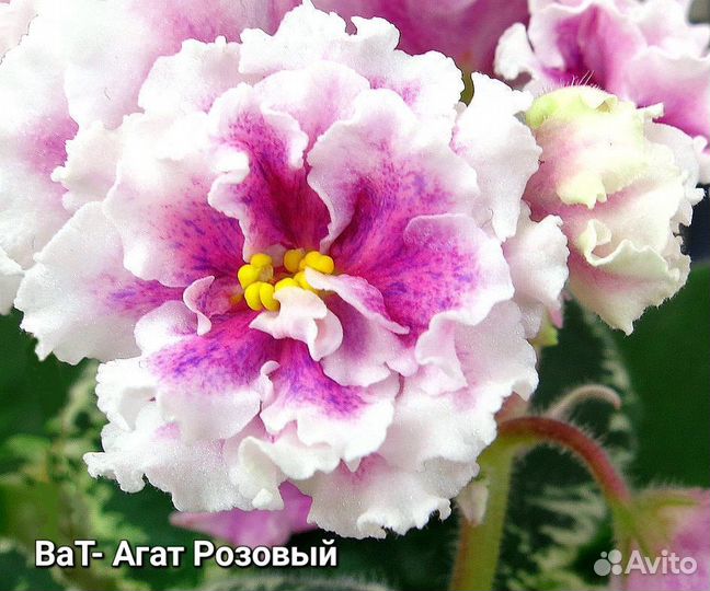 Детки сортовых фиалок