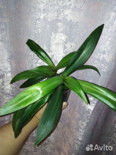 Орхидея детка большая +грунт+ удобрение