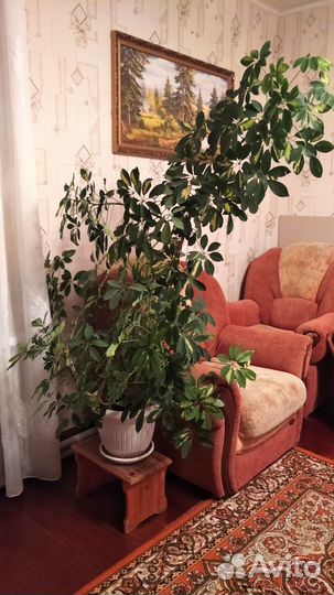 Комнатные цветы шефлера