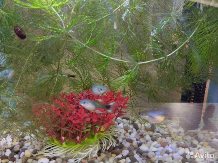 Рыбки гуппи мальки