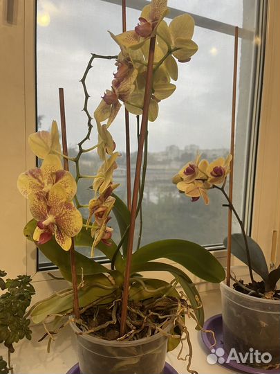 Орхидея фаленопсис