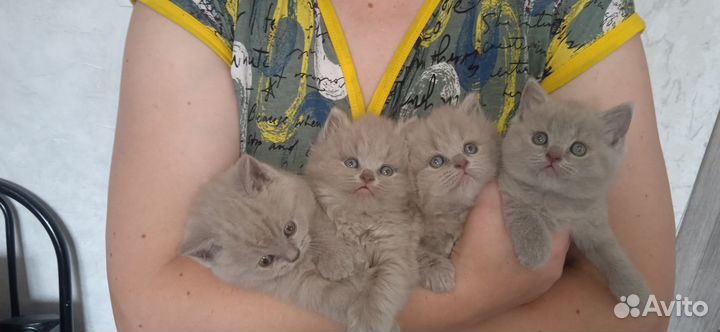 Британские котята