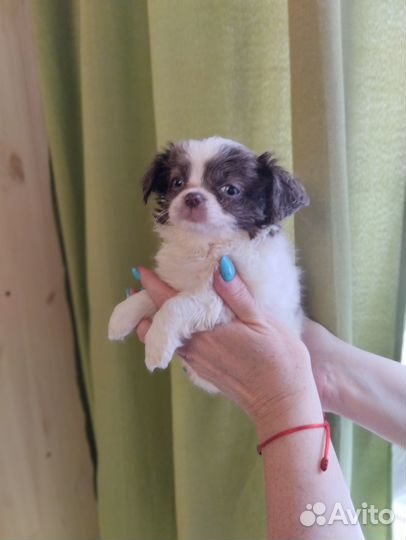 Чихуахуа нарядных окрасов