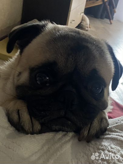 Мопс вязка мальчик