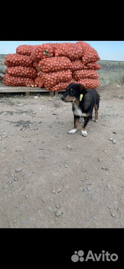 Маленькая собака