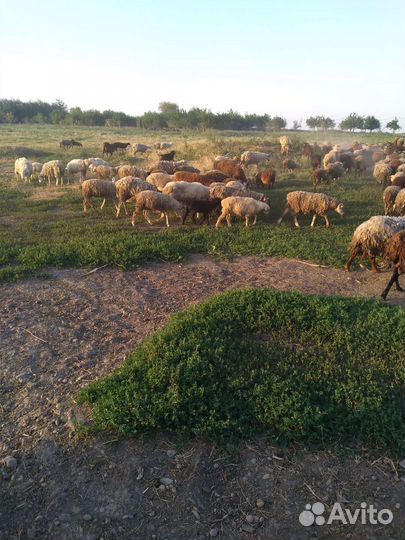 Бараны козы