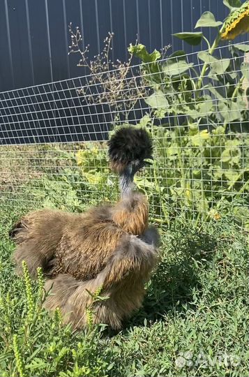 Китайские шелковые куры. Инкубационное яйцо