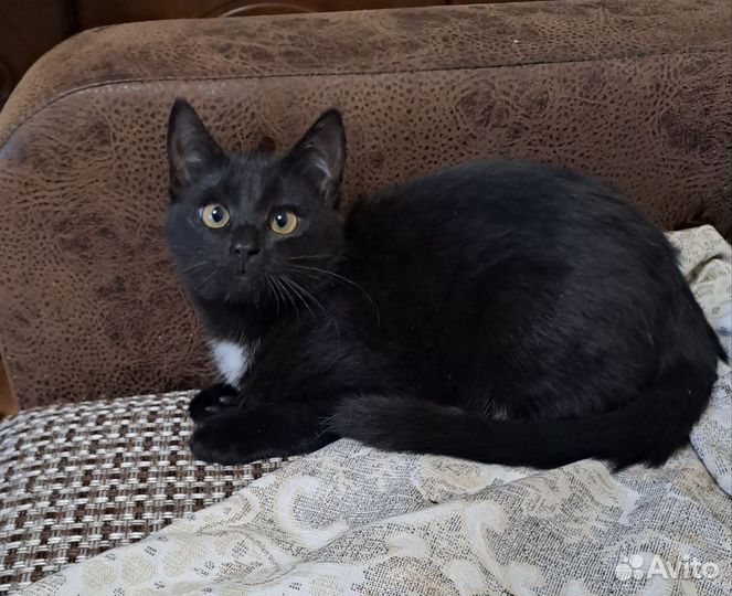 Котенок девочка 4 месяца