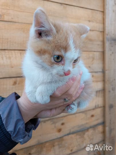 Котёнок