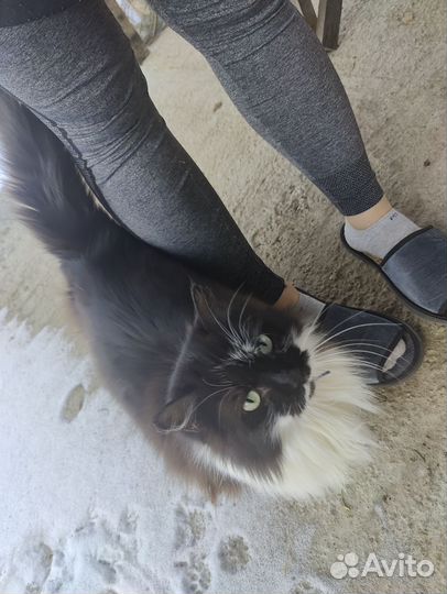 Кошка в дар