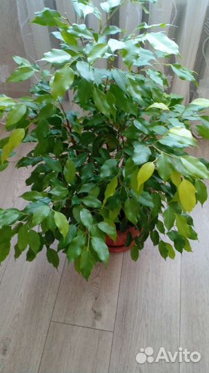 Фикус бенджамина большой