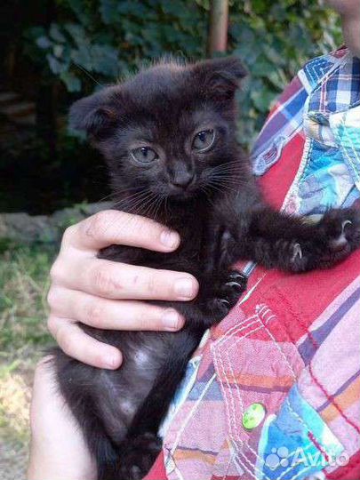 Котенок в дар