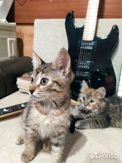 Отдам в хорошие руки