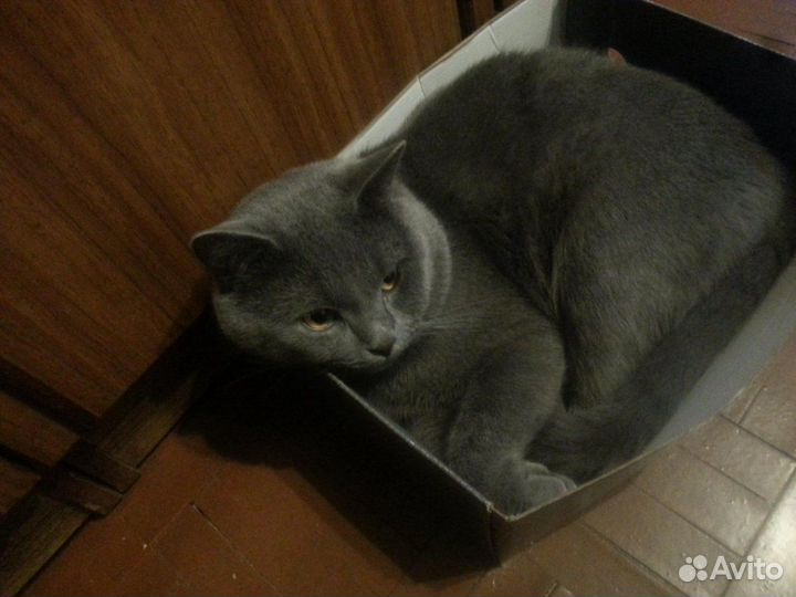 Клубный шотландский кот.Вязка