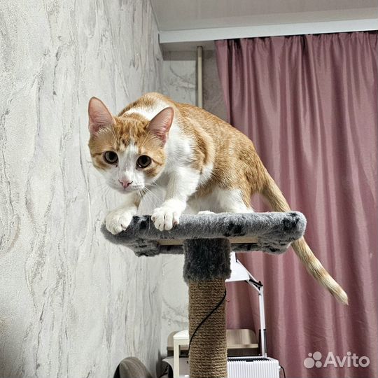 Кот белый рыжий