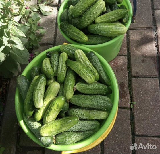 Помидоры домашние