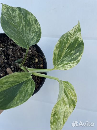 Эпипремнум Марбл Квин (Epipremnum Marble Queen)