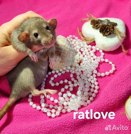 Крысята девочка бурмиз дамбо