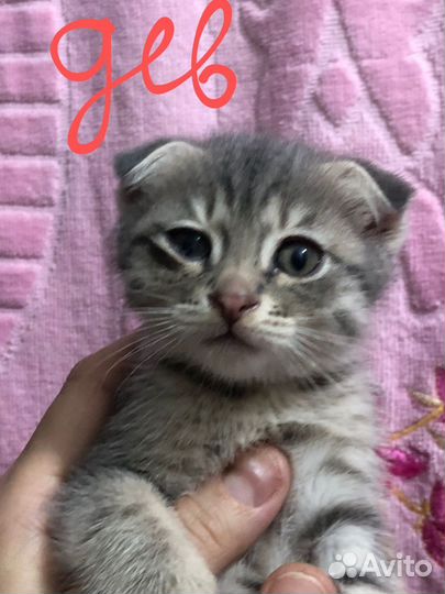 Вислоухие котята