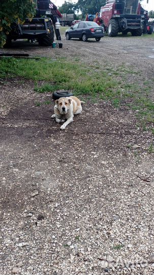 Собака бесплатно в добрые руки