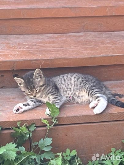 Котик ищет дом