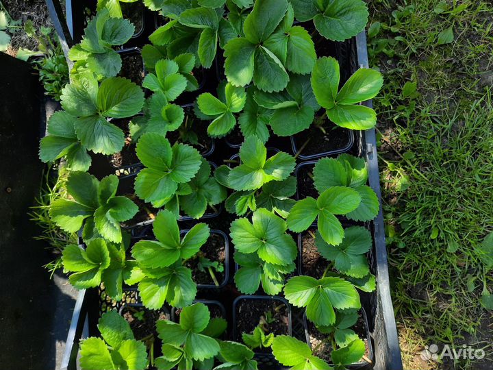 Рассада клубники, клубника, земляника садовая