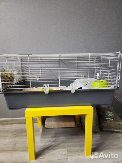 Морские свинки с клеткой в добрые руки