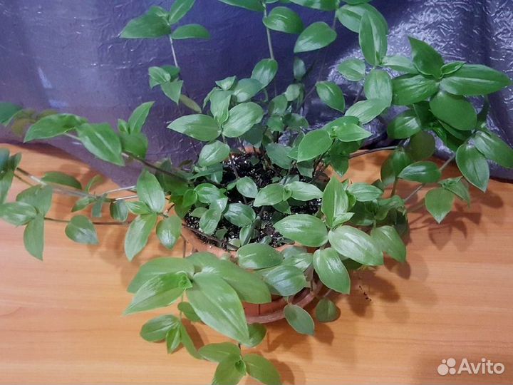 Комнатные цветы