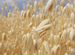 Зерно пшеница,ячмень,овёс