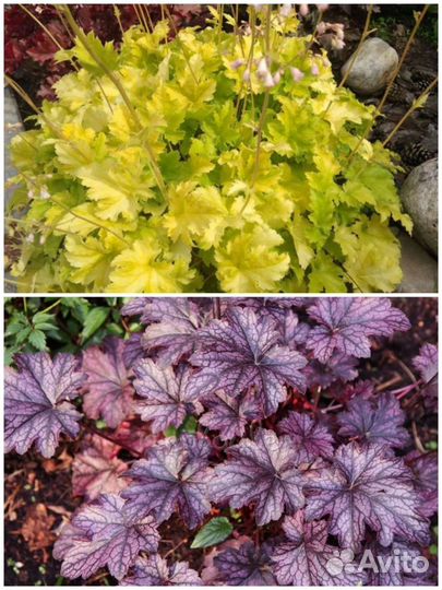 Гейхеры, бересклет