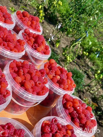 Продам свежесобранную малину
