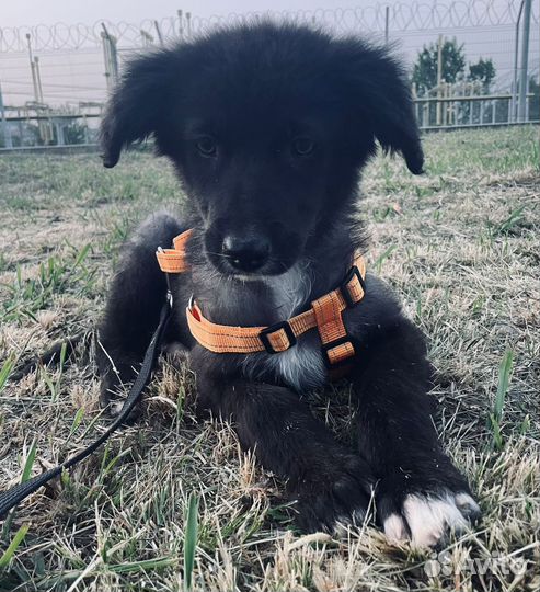 Щенок гигант