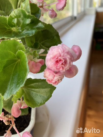 Бегония вечноцветущая махровая