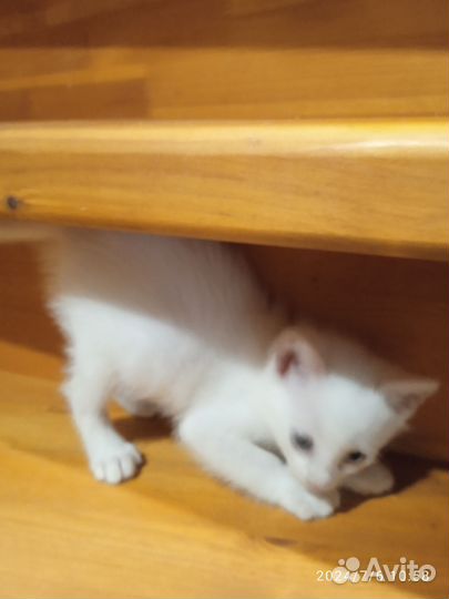 Котята