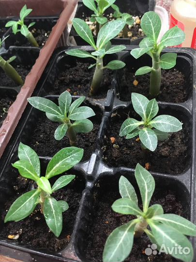Адениум