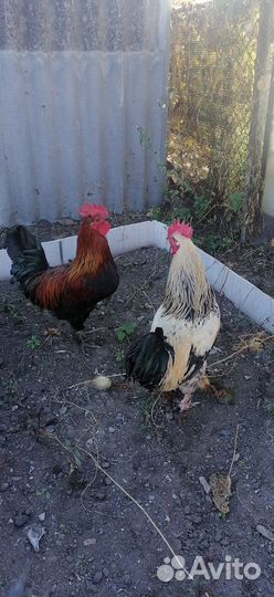 Петухи