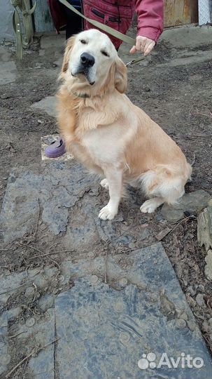 Золотистый Ретривер вязка