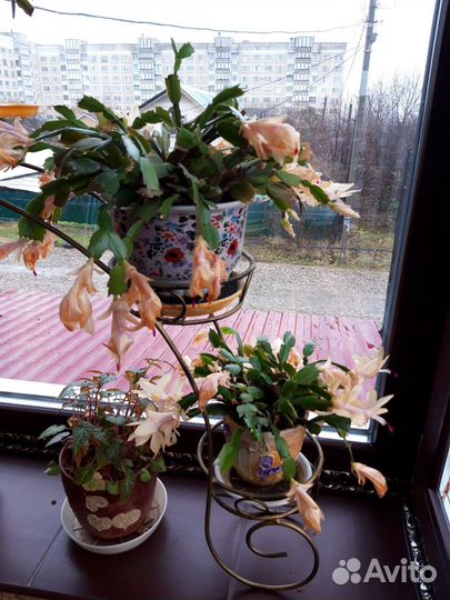 Сортовые декабристы