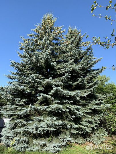 Ель голубая