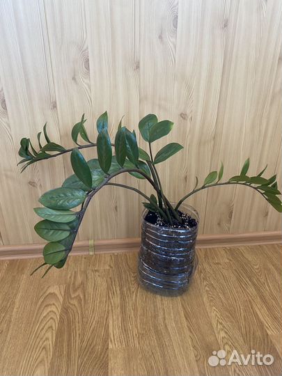 Замиокулькас