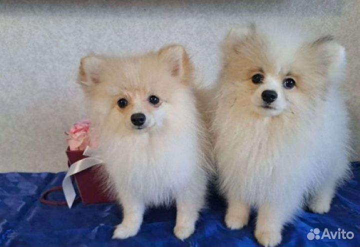 Щенок шпица