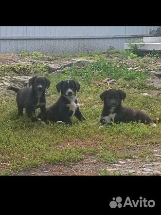 Щенки без породы