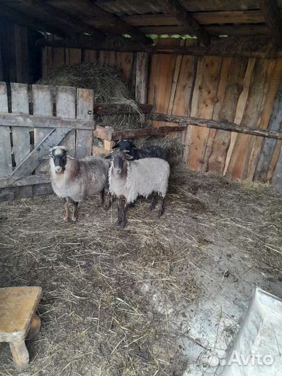 Овцы бараны