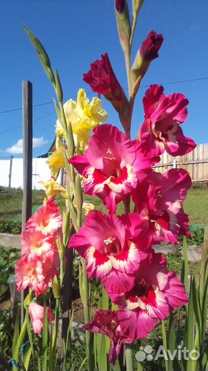 Гладиолусы луковицы и детки