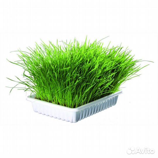 Трава для кошек