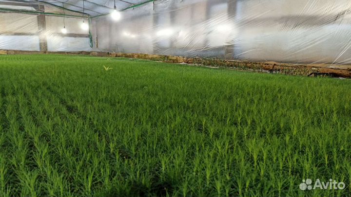 Сеянцы сосны обыкновенной зкс