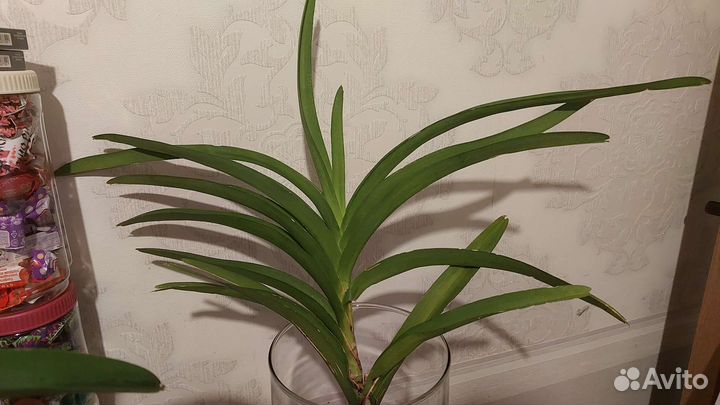 Орхидея Ванда